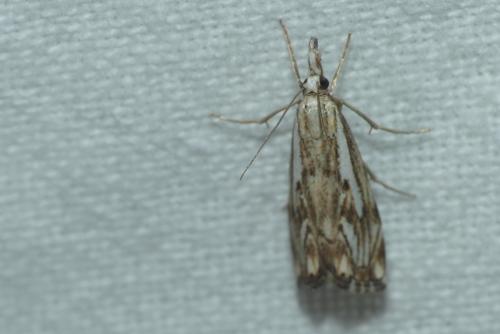 Réf. 234 752 : Catoptria falsella